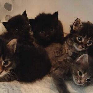Last one! Balinese Maine Coon kittens....viber :+639463422605) | PostAds PH