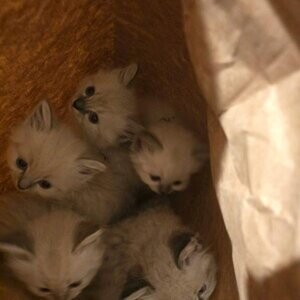 Ragdoll kittens....viber :+639463422605) | PostAds PH