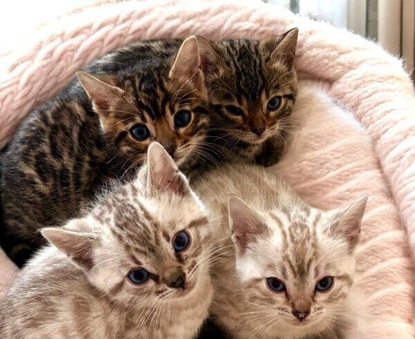 Bengal Kittenss....viber :+639463422605)