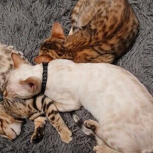 3 Snow and 3 Brown Bengals for sale.....viber :+639463422605) | PostAds PH