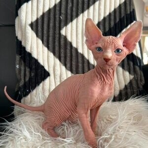 SPHYNX kittensss....viber :+639463422605) | PostAds PH