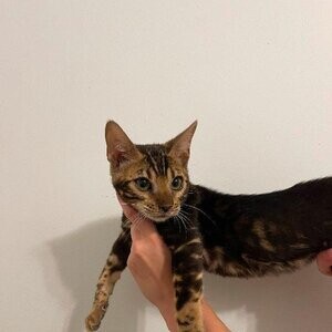 2 Beautiful Marble Bengals available for free!!!!. | PostAds PH