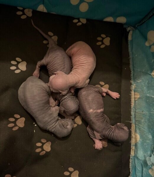 Sphynx kittens....viberr :+639463422605)