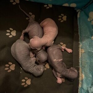 Sphynx kittens....viberr :+639463422605) | PostAds PH