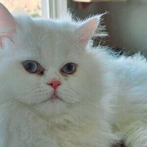 Persian Kitten with Blue Eyes.....viber :+639463422605) | PostAds PH