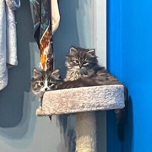 Purebred Siberian Forest Kittens....viber :+639463422605) | PostAds PH