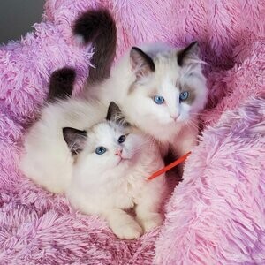adorable Ragdoll Kittens Registered TICA Parents | PostAds PH