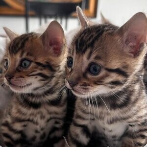 Bookton Bengals Cattery has one male TICA registered kittens | PostAds PH