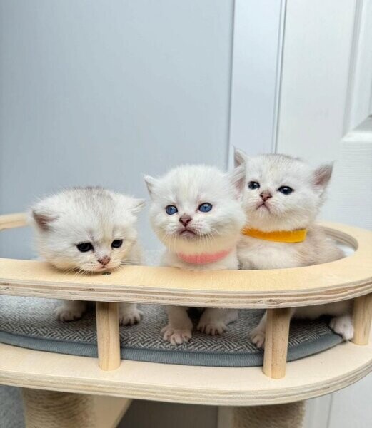 British Shorthair Kittens for Rehoming....viber :+639463422605)
