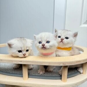 British Shorthair Kittens for Rehoming....viber :+639463422605) | PostAds PH