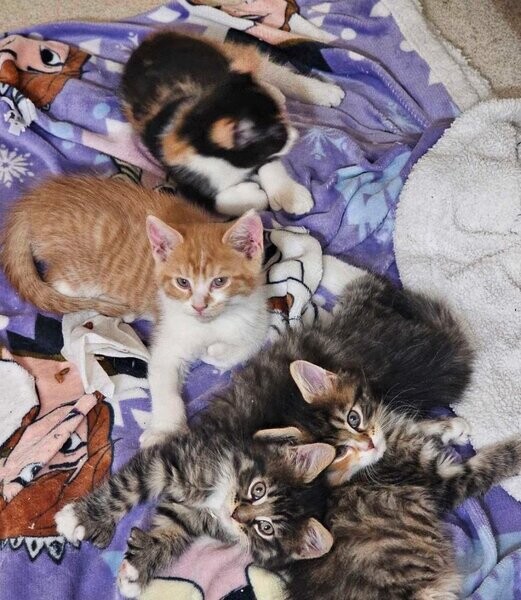 playfull affectionate Mainecoon kittens for sale.
