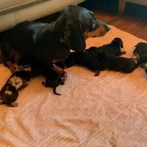 Home Raised Dachshund Puppies....viber :+639463422605) | PostAds PH