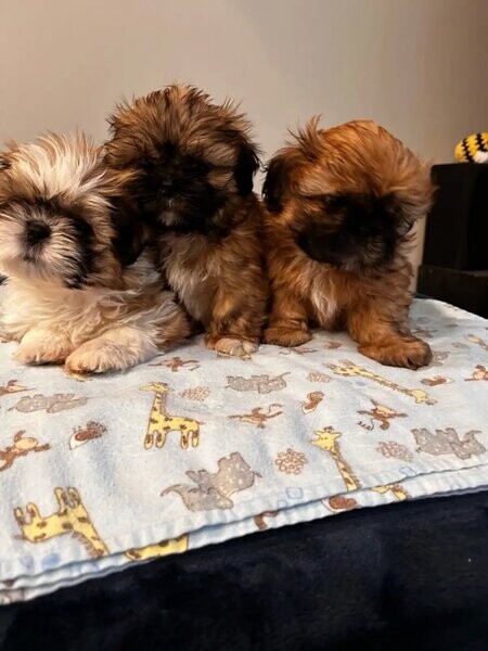 Three healthy purebred Shih Tzu’s....viber :+639463422605)