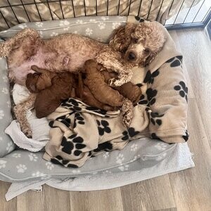 TOY POODLE PUPPIES....viber :+639463422605) | PostAds PH