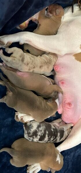 American bully pups....viber :+639463422605)