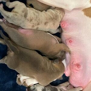American bully pups....viber :+639463422605) | PostAds PH