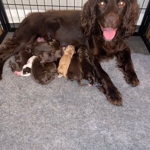 Cocker Spaniel Puppies....viber :+639463422605) | PostAds PH