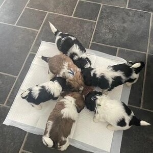 Lovable Shih Tzu Puppies for Sale....viber :+639463422605) | PostAds PH