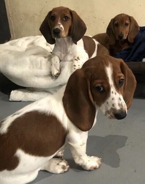 We have 6 lovely Basset hound purebred puppies ....viber :+639463422605