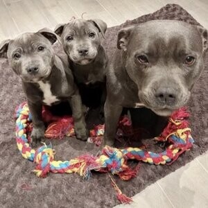 These 12 week old pitbull pups....viber :+639463422605) | PostAds PH