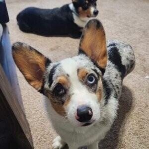 Corgi Puppys....viber :+639463422605) | PostAds PH