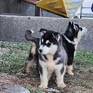 Siberian Husky Puppies - Ready to go....viber :+639463422605) | PostAds PH