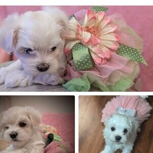 ❤️Easter Puppies!❤️ Fluffy White Havamalts!❤️....viber :+639463422605) | PostAds PH