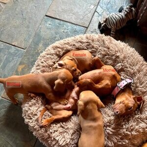 Miniature Dachshund Puppies....viber :+639463422605) | PostAds PH