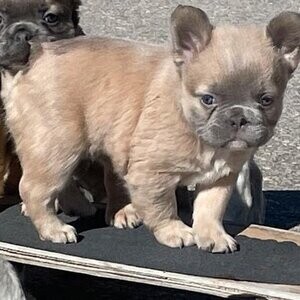 French bulldog puppies, CKC, fluffy....viber :+639463422605) | PostAds PH