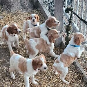 Brittany Spaniel Puppies pure bred....viber :+639463422605) | PostAds PH