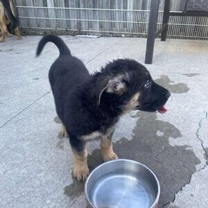 Germann shepherd puppies....viber :+639463422605) | PostAds PH