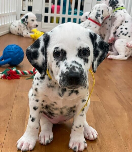 Dalmatian puppies ready to go!....viber :+639463422605)