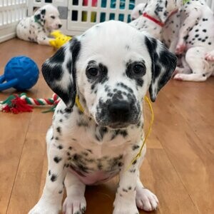 Dalmatian puppies ready to go!....viber :+639463422605) | PostAds PH