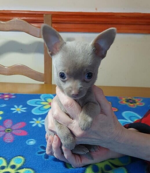 Very small female baby chihuahua, purebred,....viber :+639463422605)