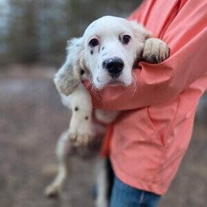 Englissh Setter puppies....viber :+639463422605) | PostAds PH