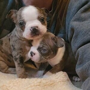 beautiful Boston terrier puppie....viber :+639463422605) | PostAds PH