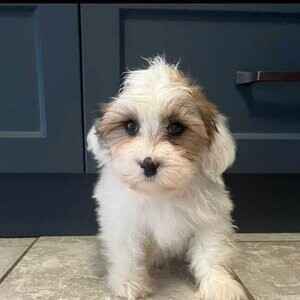 Shichon puppies (Shih Tzu x Bichon Frise)....viber :+639463422605) | PostAds PH