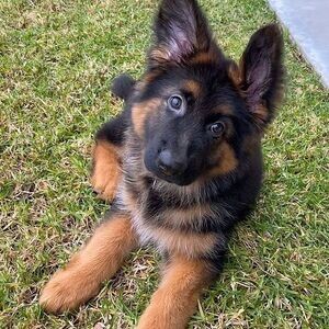 German Shepherd pups....viber :+639463422605) | PostAds PH