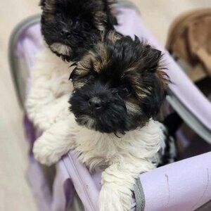 CKC Havanese puppies....viber :+639463422605) | PostAds PH