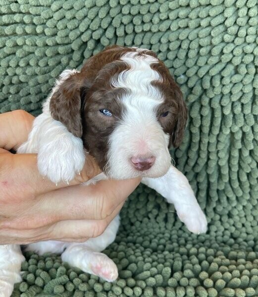 Mini Bernedoodle puppies....viber :+639463422605)