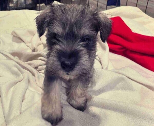 Miniature schnauzer puppies....viber :+639463422605)