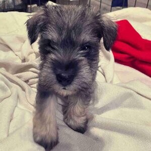 Miniature schnauzer puppies....viber :+639463422605) | PostAds PH