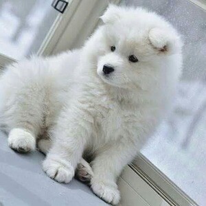 Samoyed Puppies For Adoption | PostAds PH