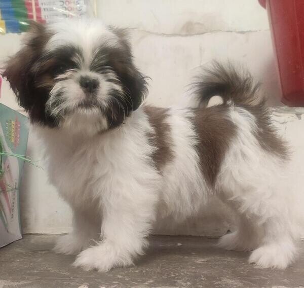 Shih Tzu Puppies For Adoption