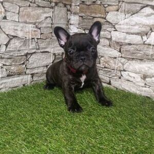 French Bulldog puppies For Adoption | PostAds PH
