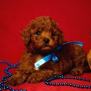 Poodle Puppies For Adoption | PostAds PH