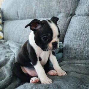 Boston Terri̇er puppies For Adoption | PostAds PH