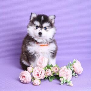 Pomsky Puppies For Adoption | PostAds PH