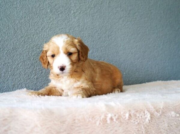Goldendoodle Puppies For Adoption
