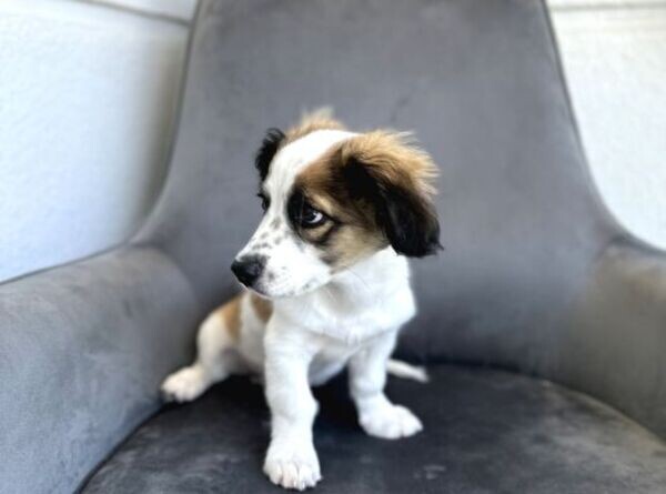 Havanese Terrier Puppies For Adoption